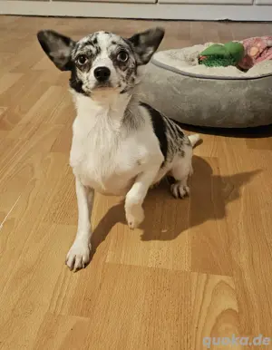Chihuahua weiblich