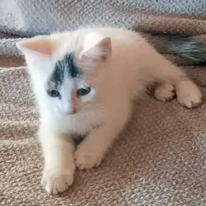 Zwerg Betty - 12 Wochen - Europäische Kurzhaarkatze - Tierhilfe Franken e.V.