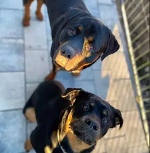 2 liebevolle Rottweiler suchen ein neues Zuhause