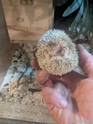 Igel tanrek 