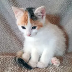Zwerg Dory - 12 Wochen - Europäische Kurzhaarkatze - Tierhilfe Franken e.V.