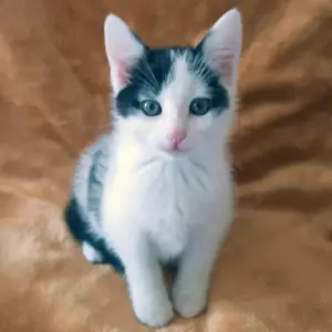 Zwerg Eddy - 12 Wochen - Europäische Kurzhaarkatze - Tierhilfe Franken e.V.