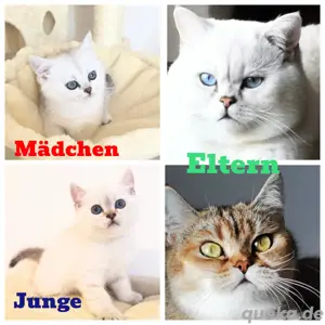 Reinrassige  BKH Kitten mit blauen Augen (zur Reservierung verfügbar)