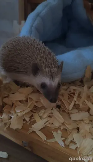 afrikanischer Weissbauchigel 