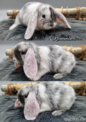 Zwergwidder mini lop