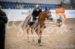 7 j. DRP Stute, 145 cm, Sportpony,  bildschön!!! Hengstmutter Macchiato Merlin x Molenhorn's Winston