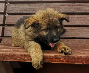 Deutsche Schäferhundwelpen mit geradem Rücken 