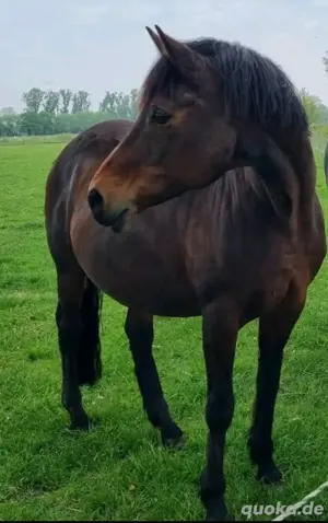 Pferd zu verkaufen 
