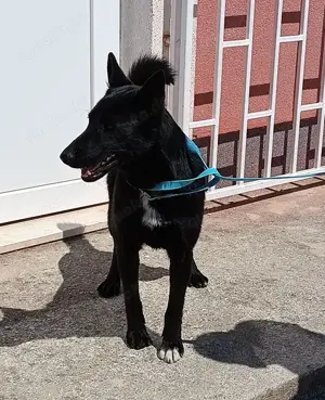 Tiffany aktive Schäferhund Mischlingshündin Mischling Hündin Junghund sucht Zuhause o. Pflegestelle Bild 4