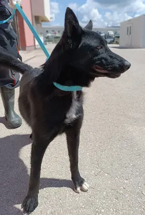 Tiffany aktive Schäferhund Mischlingshündin Mischling Hündin Junghund sucht Zuhause o. Pflegestelle Bild 2