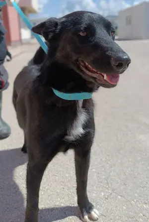 Tiffany aktive Schäferhund Mischlingshündin Mischling Hündin Junghund sucht Zuhause o. Pflegestelle Bild 3