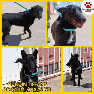 Tiffany aktive Schäferhund Mischlingshündin Mischling Hündin Junghund sucht Zuhause o. Pflegestelle