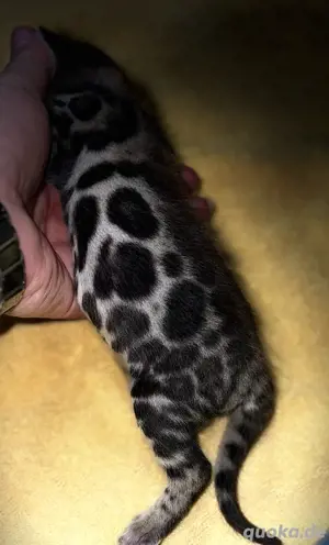 Reinrassige Bengalkatzenbabys Kitten XXL Rosetten