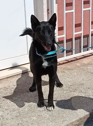 Tiffany aktive Schäferhund Mischlingshündin Mischling Hündin Junghund sucht Zuhause o. Pflegestelle Bild 6