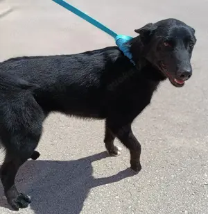 Tiffany aktive Schäferhund Mischlingshündin Mischling Hündin Junghund sucht Zuhause o. Pflegestelle Bild 5