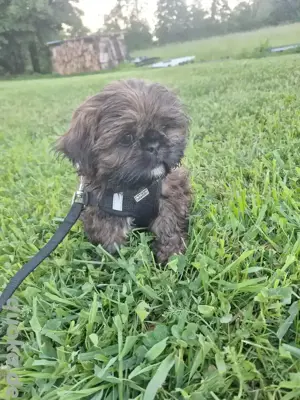 Shih Tzu Welpe Bild 2