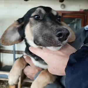 Junghund 884926 sucht seine Menschen