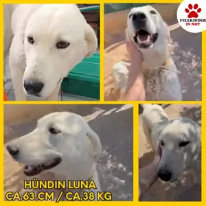 Luna große, liebe Labrador Mischlingshündin Mischling Hündin sucht Zuhause oder Pflegestelle