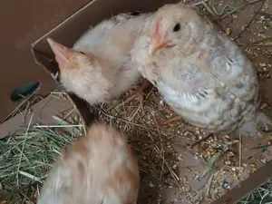 Küken Niederrheiner 4 Stück 