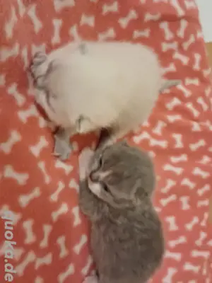 Bkh kitten mit Stammbaum 