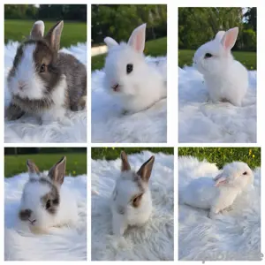 Kaninchen Minilops Löwenköpfchen Babys Hasen Zwergkaninchen Löwenkopf Jungtiere Zwergwidder 