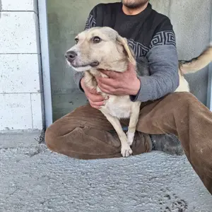 Junghündin Nelly sucht neuen Wirkungskreis