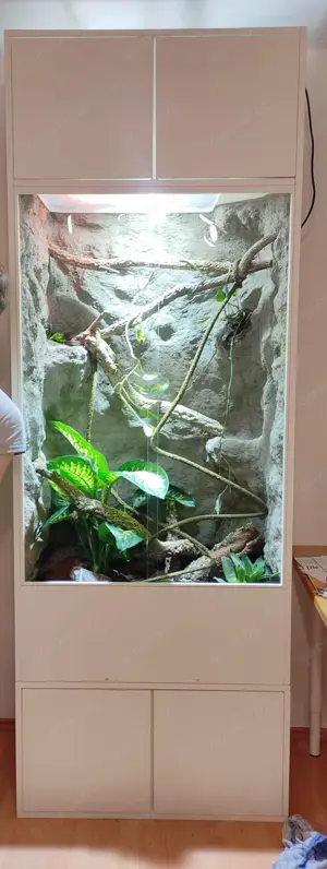 Regenwald-Terrarium Hochterrarium inkl. 1,1 Phelsuma kochi Kochs Taggecko Madagaskar Gecko