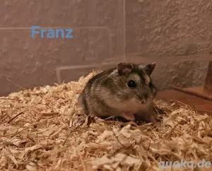 Zwerghamsterjungtiere