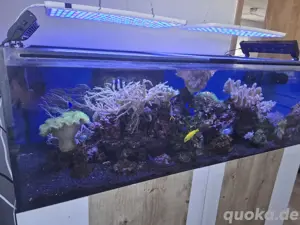 Meerwasser Aquarium 