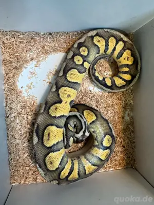 1.0 Super Pastel Stranger het Clown 