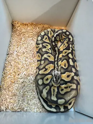 0.1 Super Pastel Stranger het Clown 