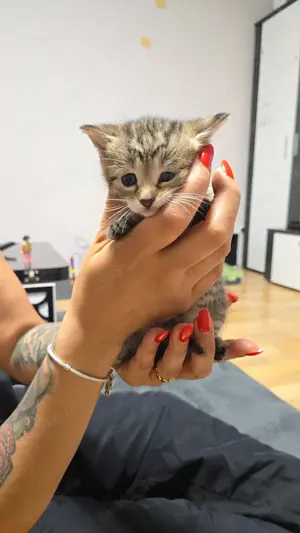 Süße 5 Baby Katzen 
