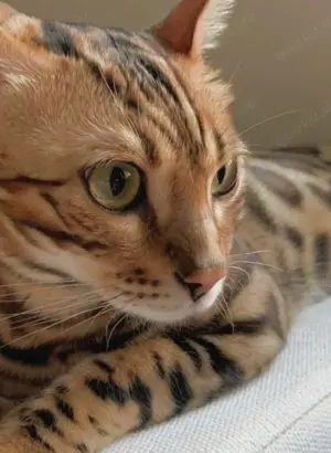 Bengal Katze sucht neues Zuhause 
