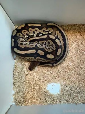 0.1 Cinnamon DH Lavender Pied