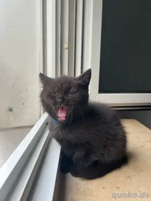 4 Wunderschöne Britisch Kurzhaar BKH Kitten aus liebevoller Aufzucht abzugeben