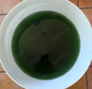 Phytoplankton Synechococcus Cyanobakterien Plankton, Meerwasser