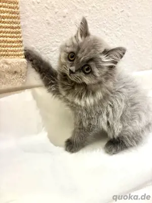 Kitten bluepoint blue Bild 7