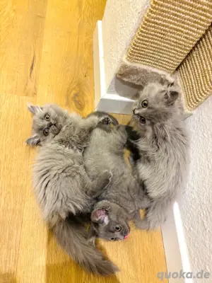 Kitten bluepoint blue Bild 10