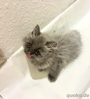 BKH Kitten bluepoint  blue