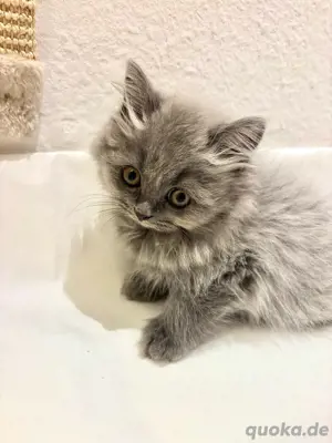 Kitten bluepoint blue Bild 9