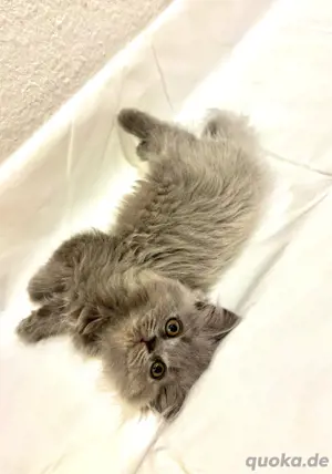Kitten bluepoint blue Bild 6