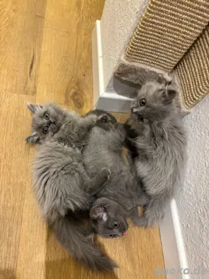 Kitten Bluepoint blue