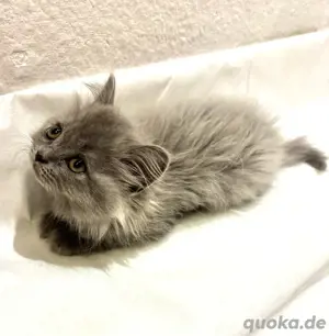 Kitten bluepoint blue Bild 2
