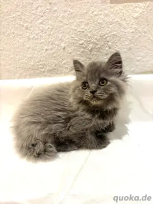 Kitten bluepoint blue Bild 5