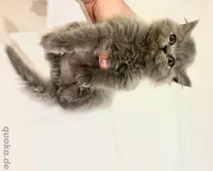 Kitten bluepoint blue