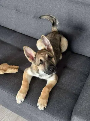 Schöne Deya sucht ein neues Zuhause