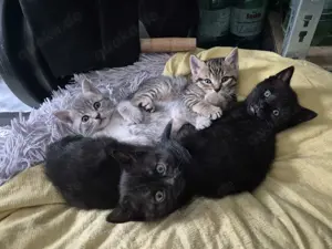 Liebevolle und verspielte Kitten zu verkaufen