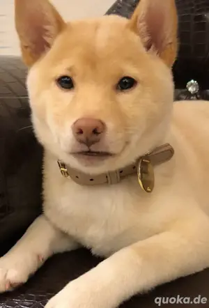 shiba-Inu Hund