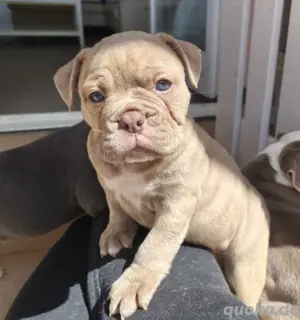 Tolle NEW ENGLISH BULLDOG Welpen suchen Lebensplatz - Familienhund!