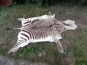 echtes Zebra Fell ca 315 x 225 cm mit Schwanz und Beinen ca. 245 cm lang ohne Schwanz